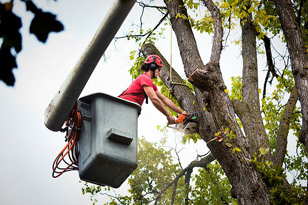 Best Utility Line Clearance  in Alanes Ridge, CA